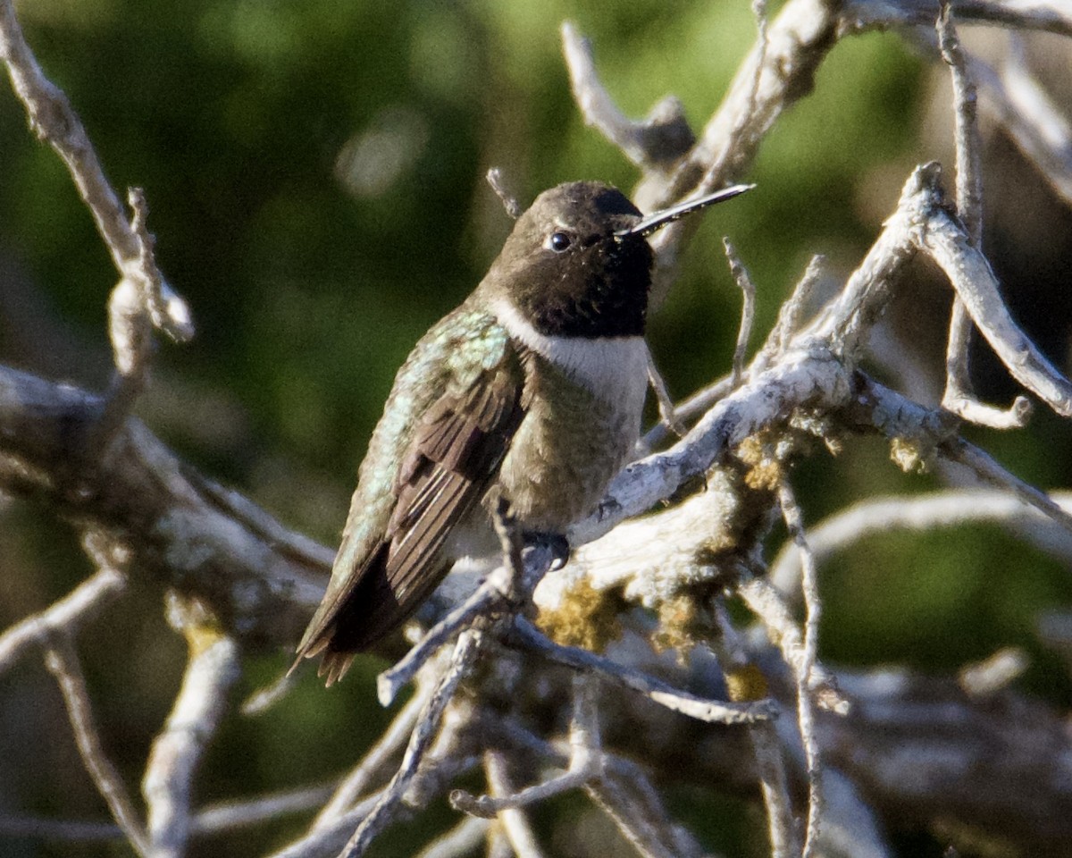 Black-chinned Hummingbird - ML318774281
