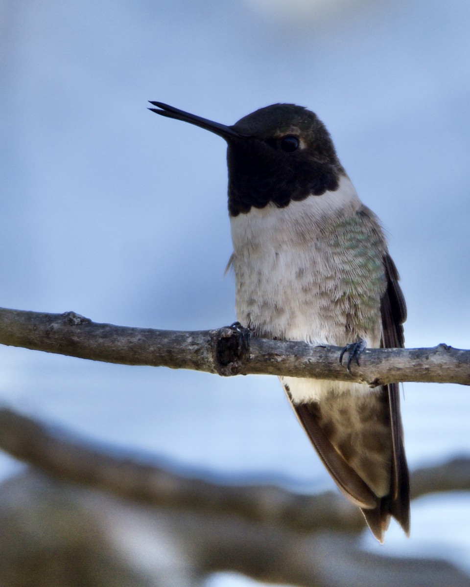 Black-chinned Hummingbird - ML318774371