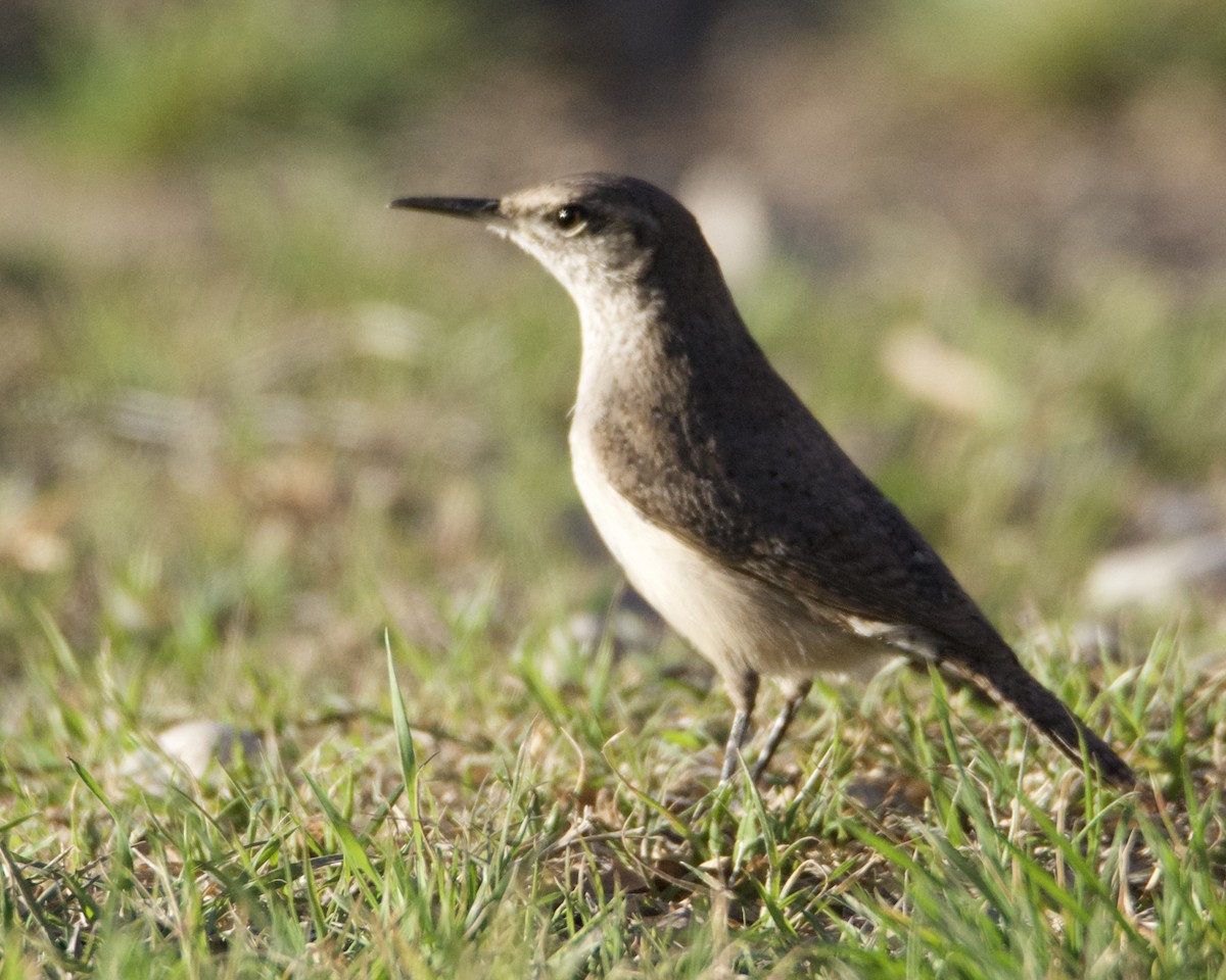 Rock Wren - ML318774481