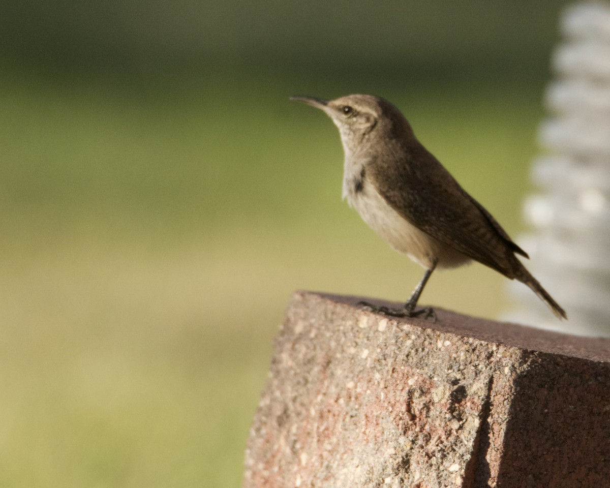 Rock Wren - ML318774491