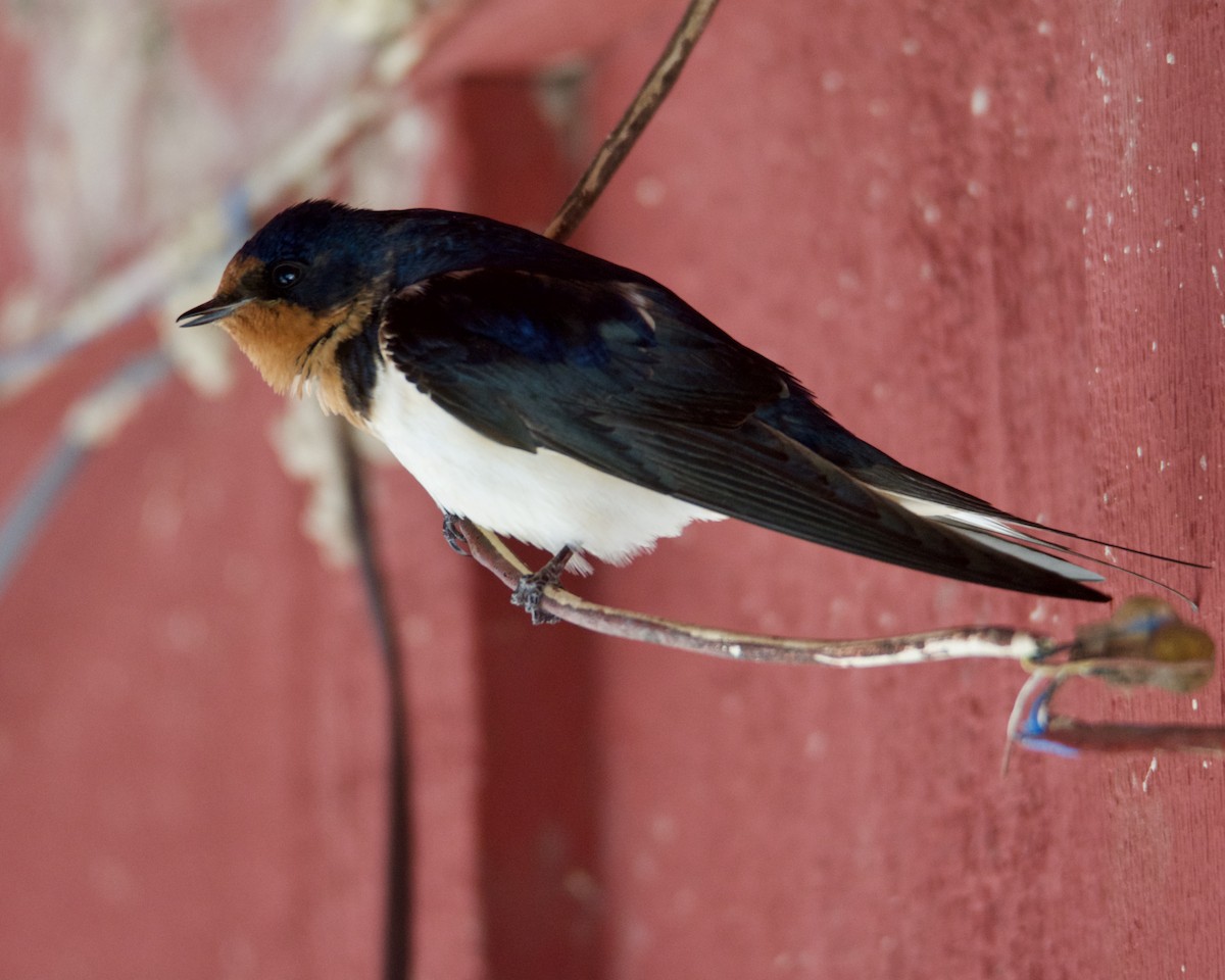 Barn Swallow - ML318774641