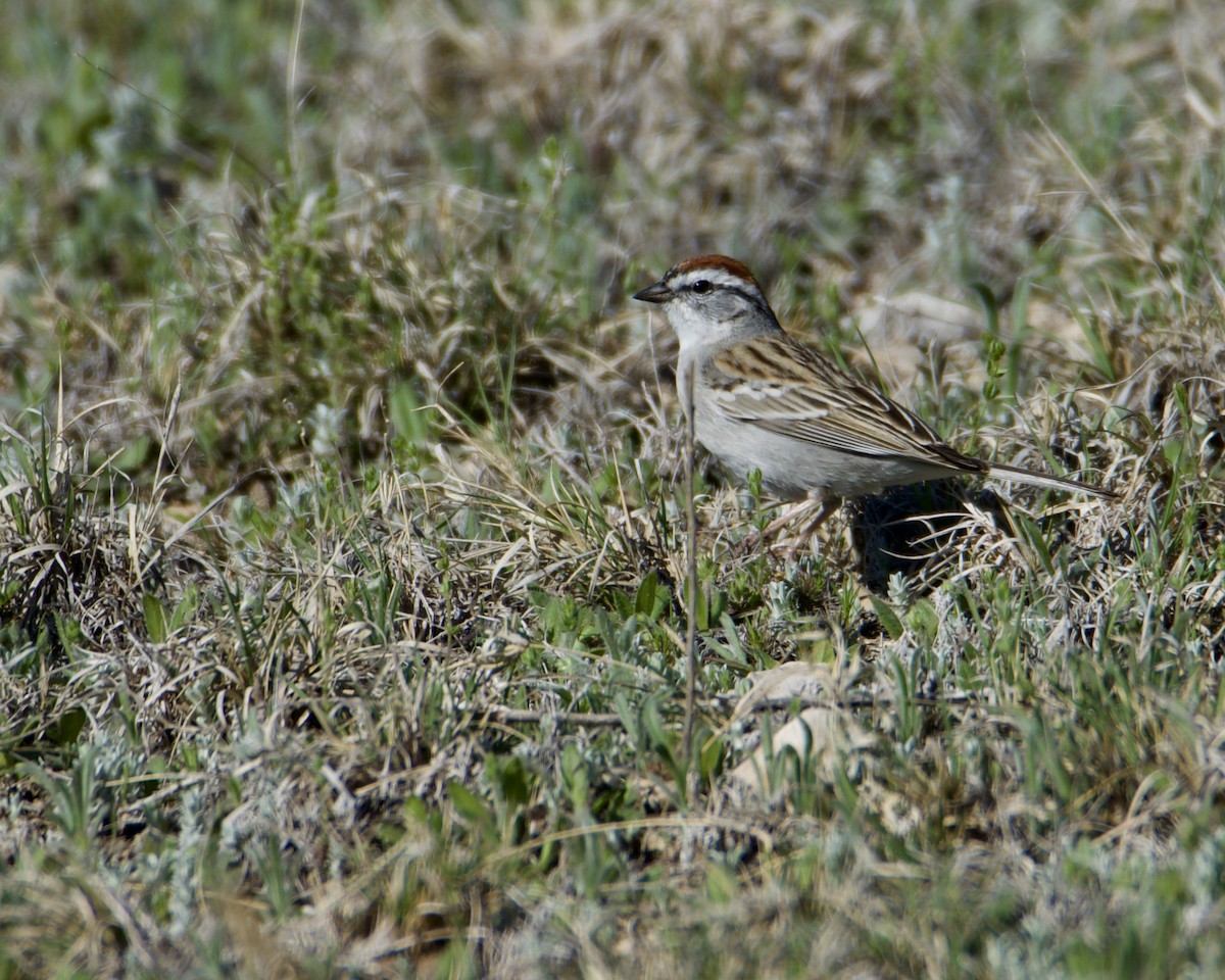 Chipping Sparrow - ML318775241