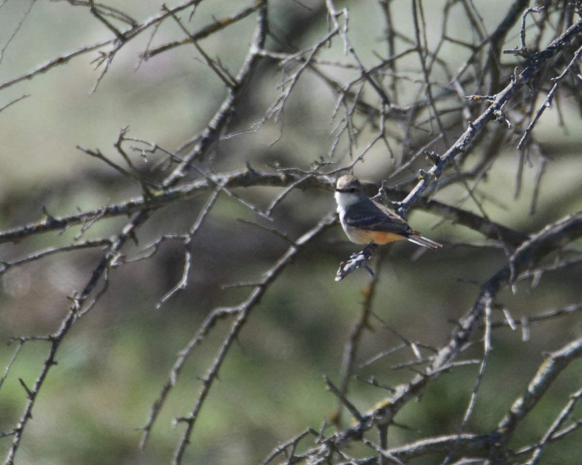 Vermilion Flycatcher - ML318775331