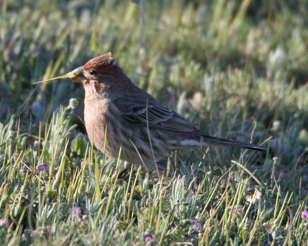 House Finch - ML318775501