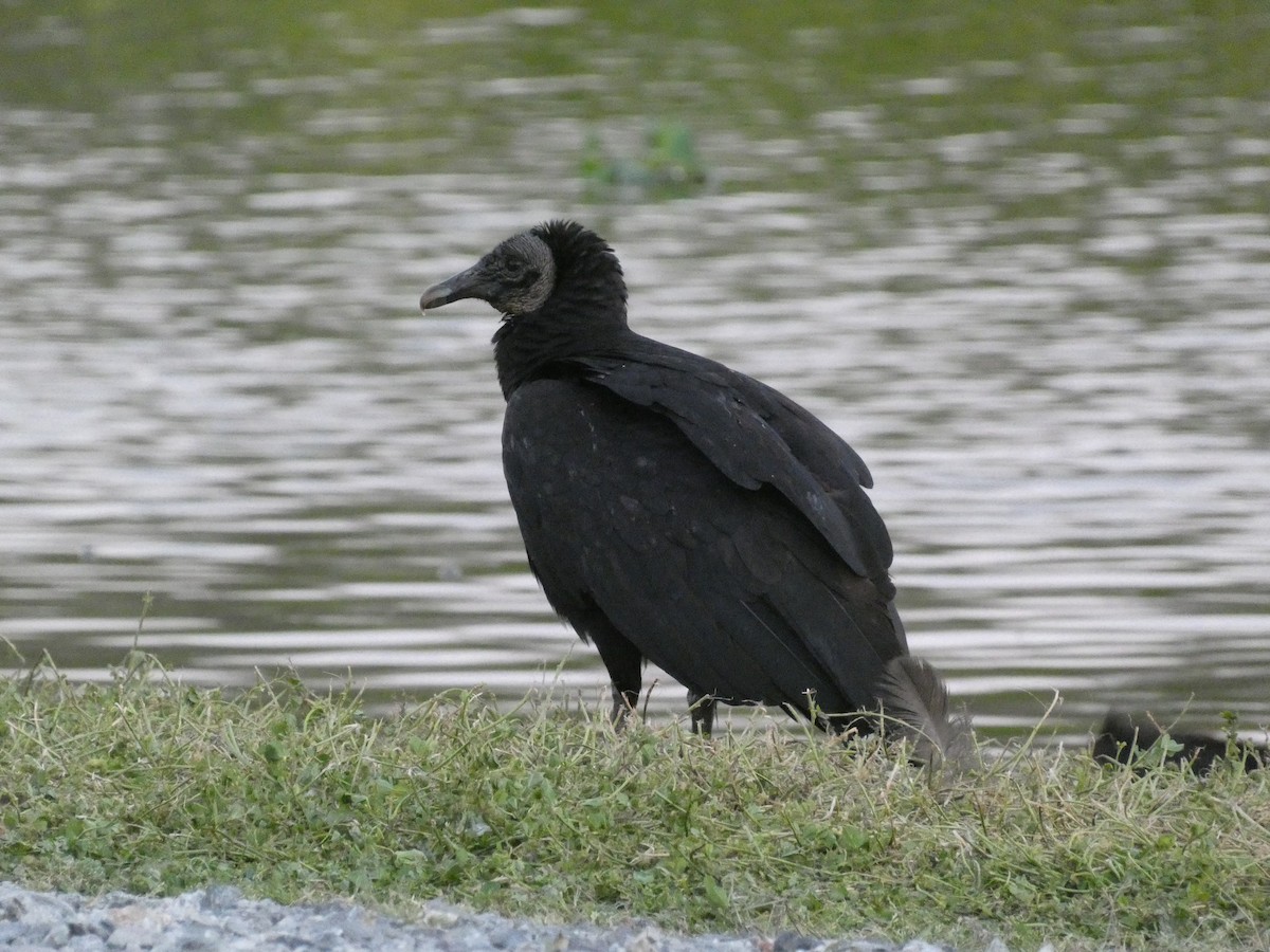 Black Vulture - Derek Sallmann