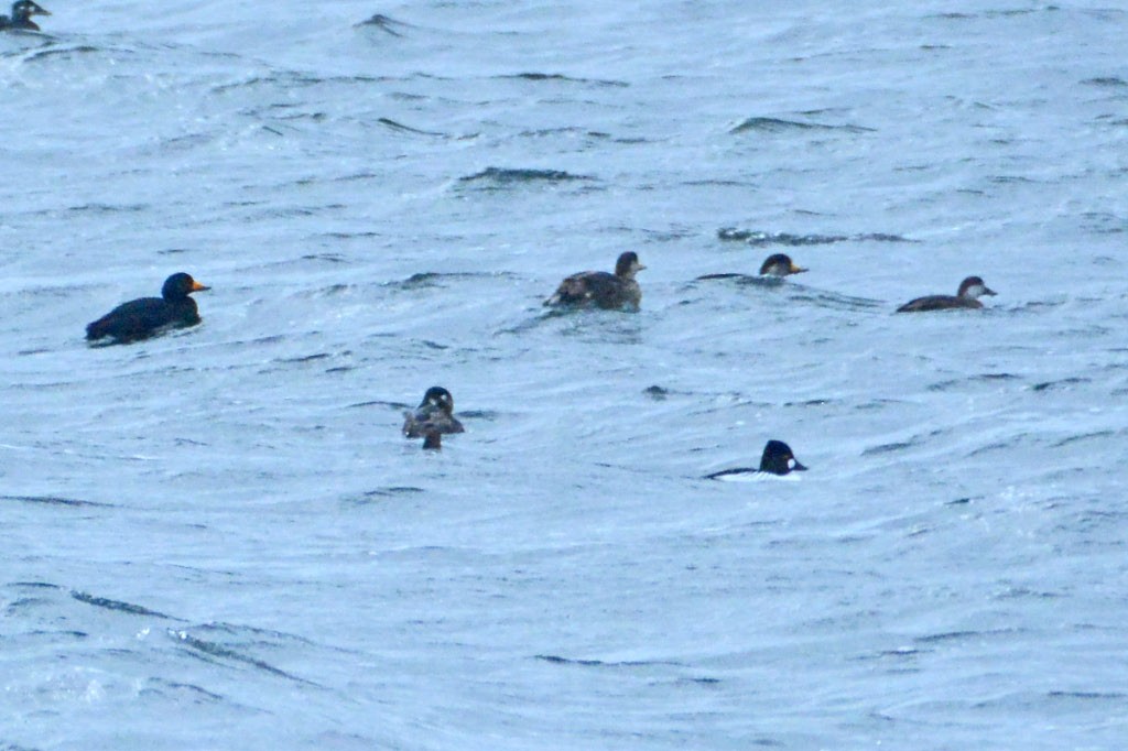 Black Scoter - ML318779341