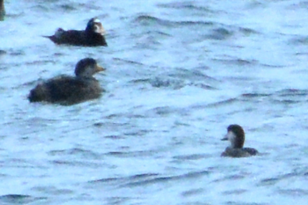 Black Scoter - ML318779421