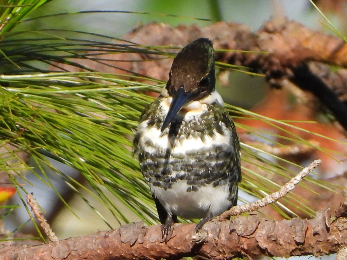 Green Kingfisher - ML318780901