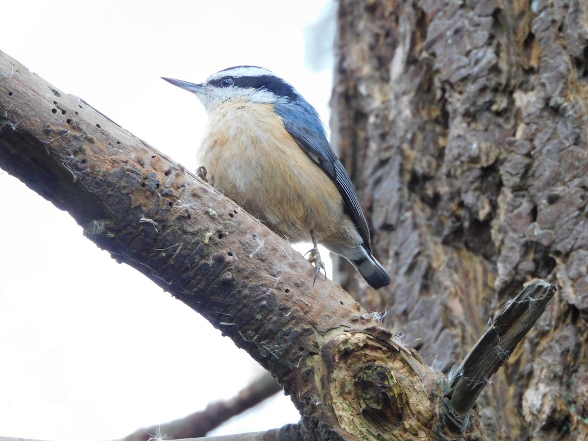 Red-breasted Nuthatch - ML318783151
