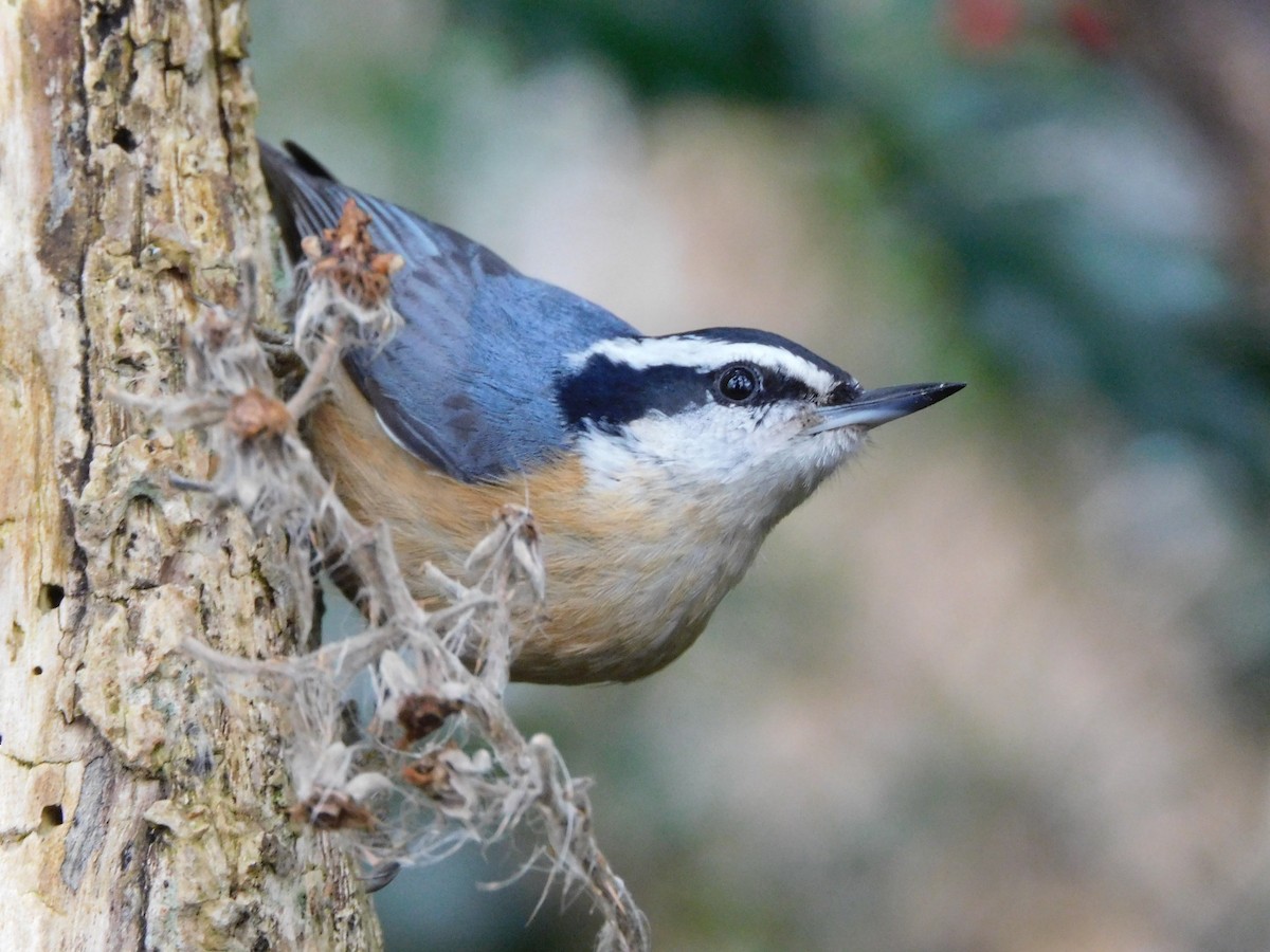 Red-breasted Nuthatch - ML318783201