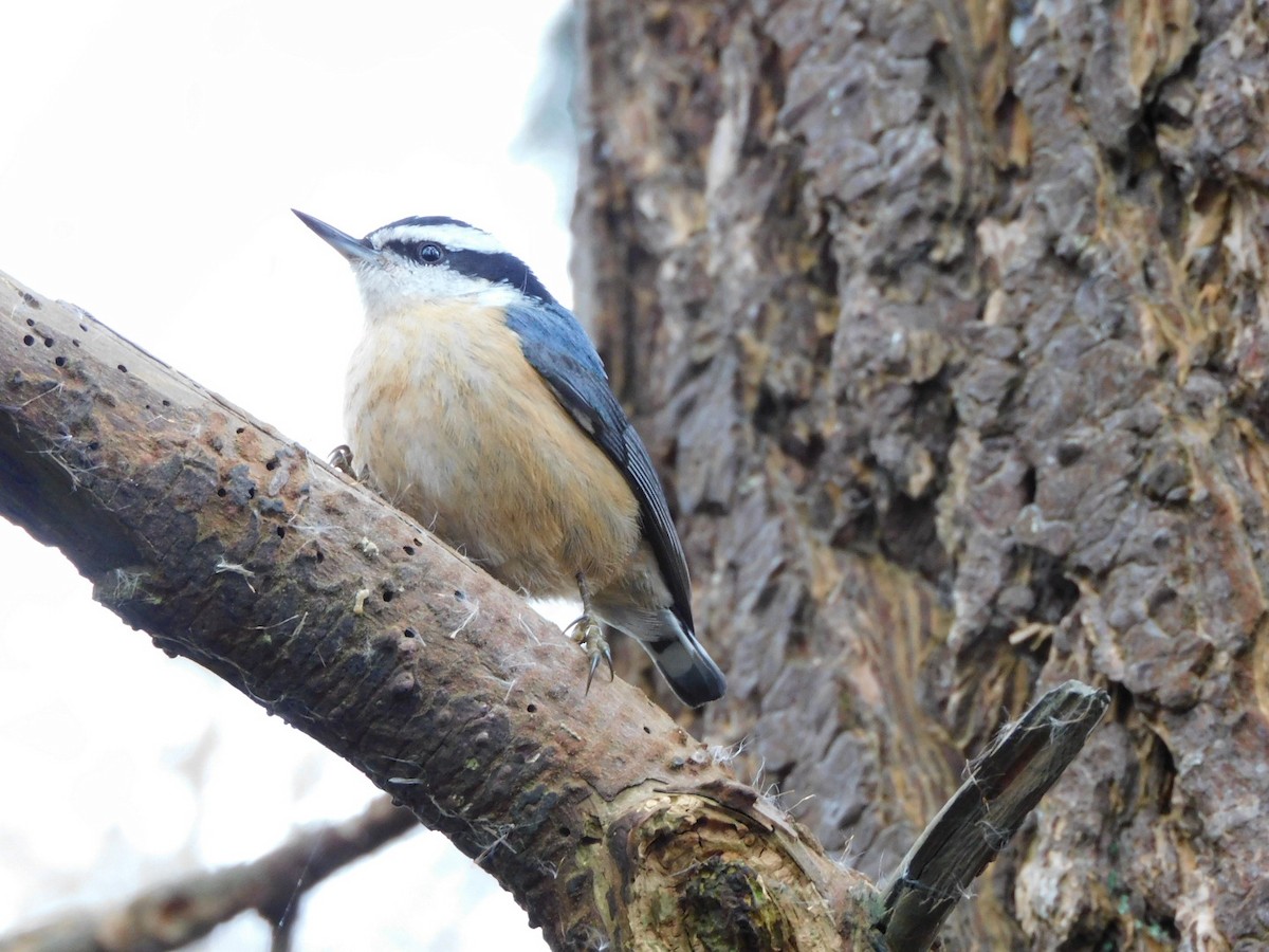 Red-breasted Nuthatch - ML318783211