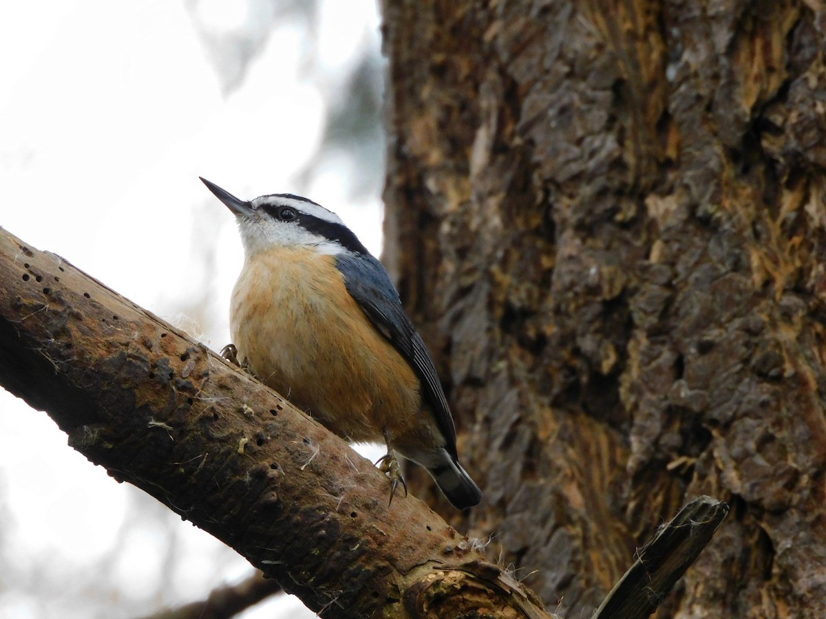 Red-breasted Nuthatch - ML318783231