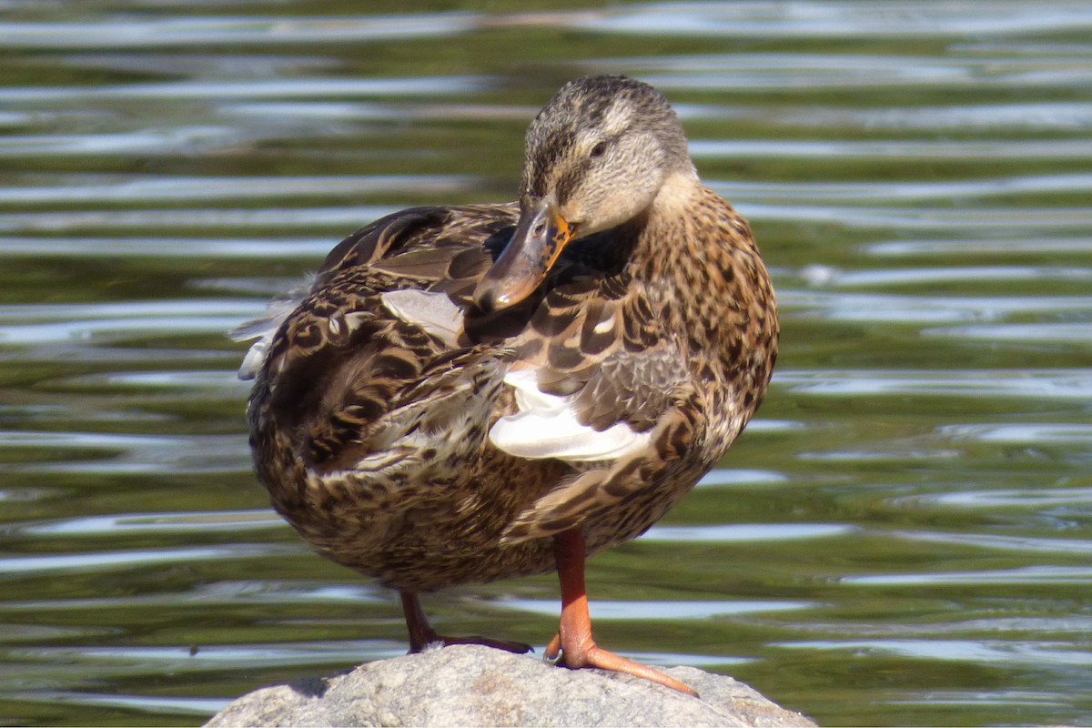 Mallard - Laurie Koepke