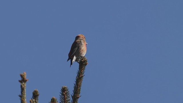 Red Crossbill (Ponderosa Pine or type 2) - ML318785411