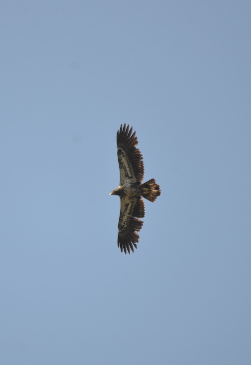 Bald Eagle - ML318785851