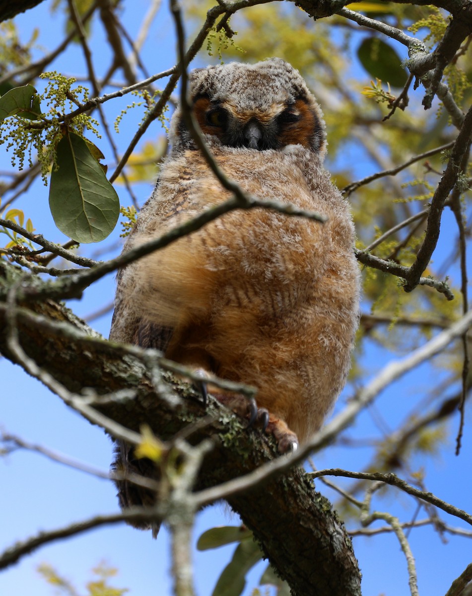 Great Horned Owl - ML318786711