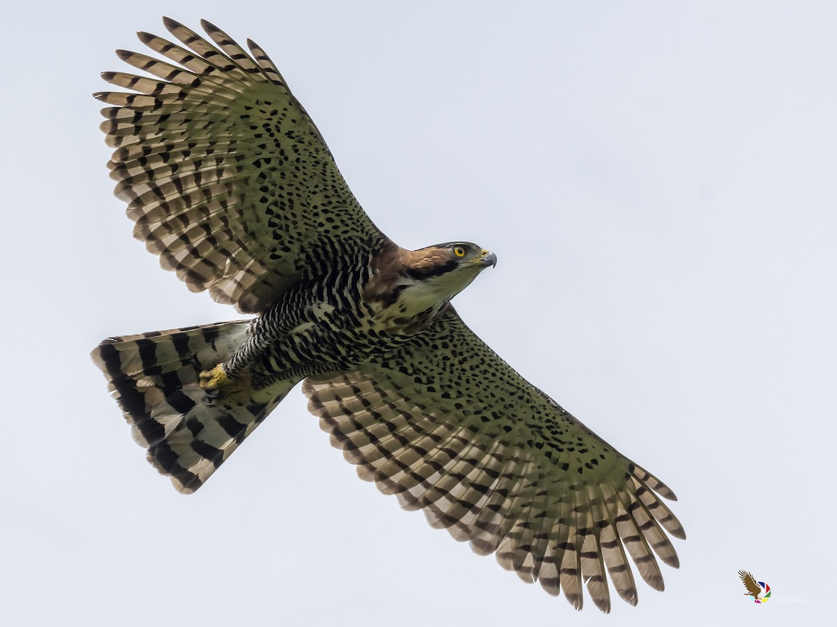 Ornate Hawk-Eagle - Fernando Burgalin Sequeria