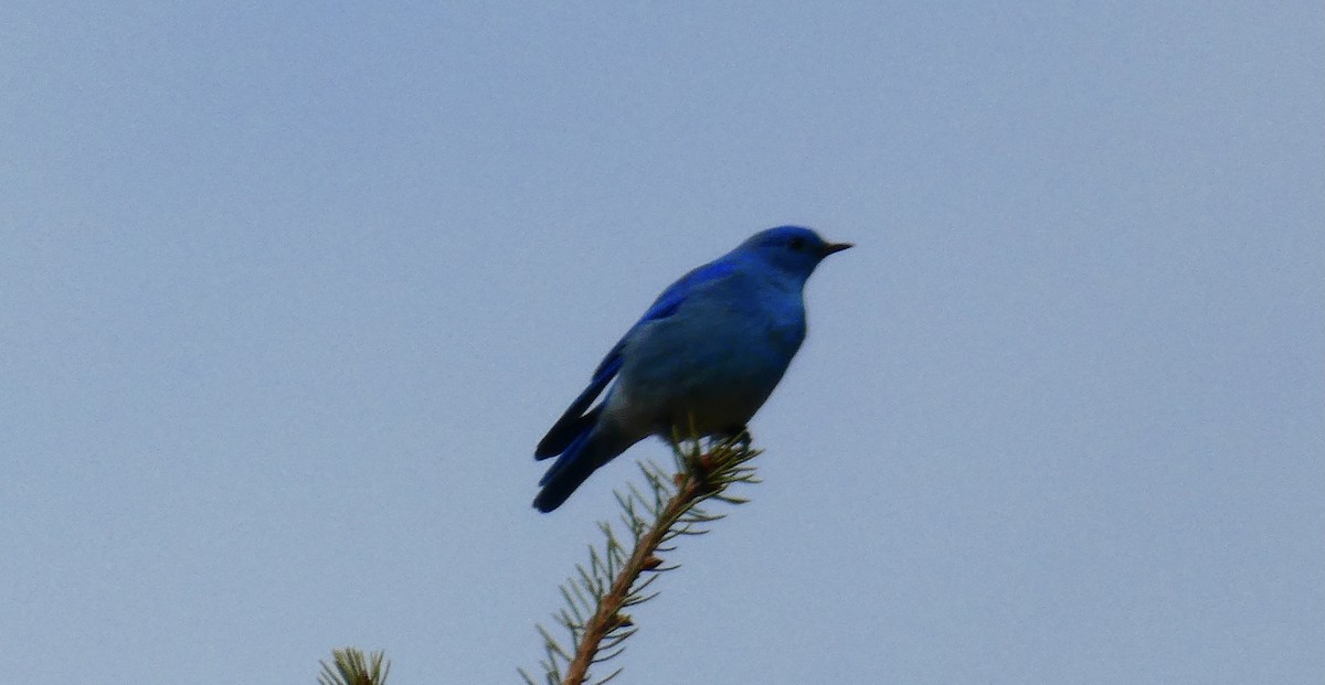 Mountain Bluebird - ML318788731