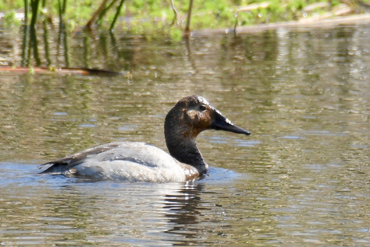 Canvasback - ML318789771