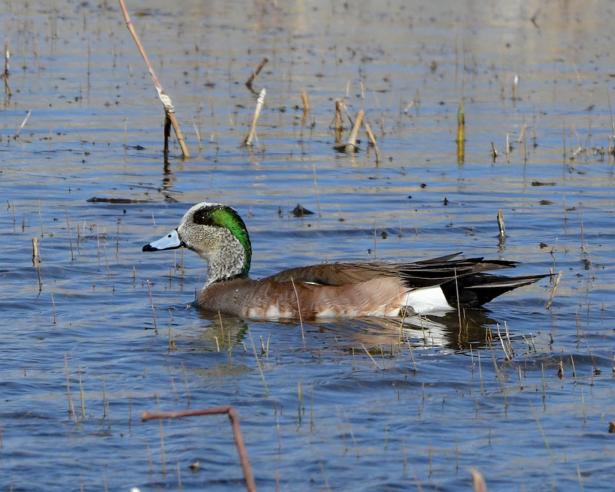 American Wigeon - ML318790231