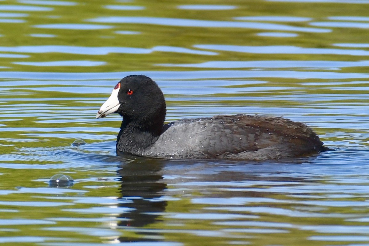 Foulque d'Amérique - ML318791991