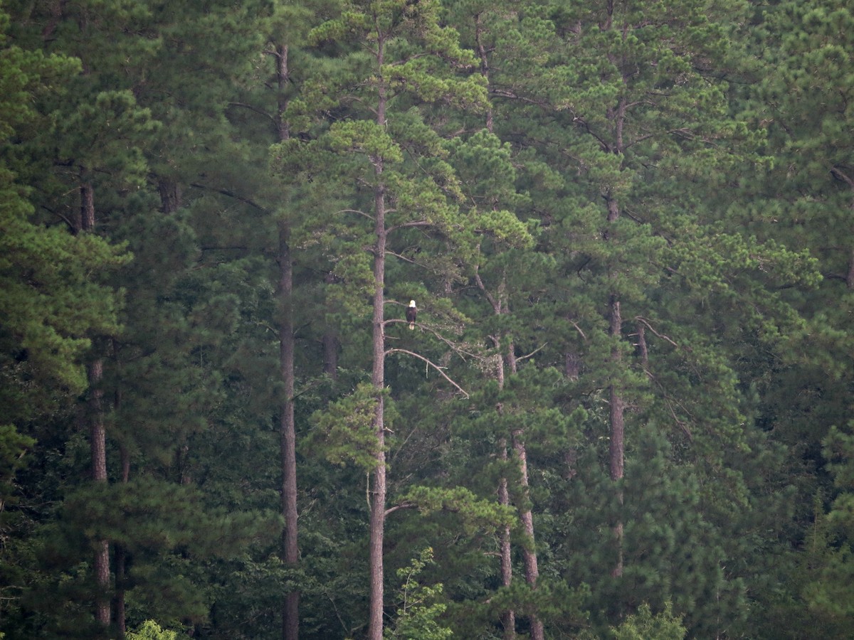 Bald Eagle - ML31879321