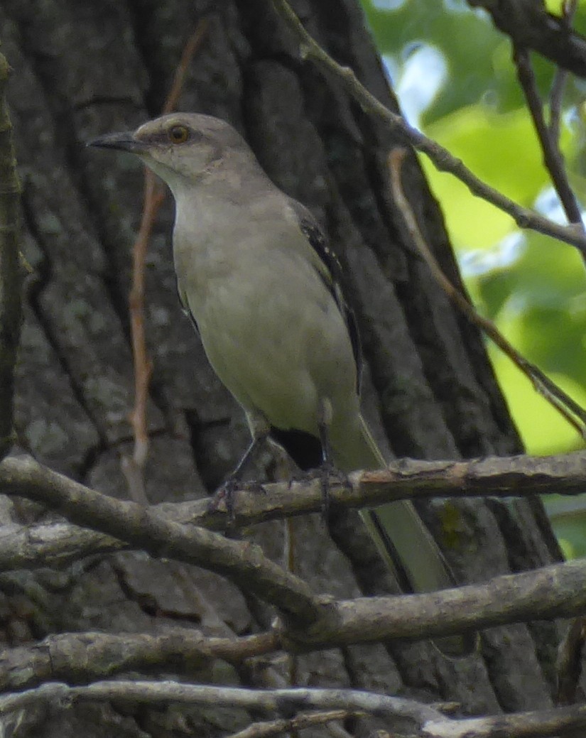 Northern Mockingbird - ML31879341