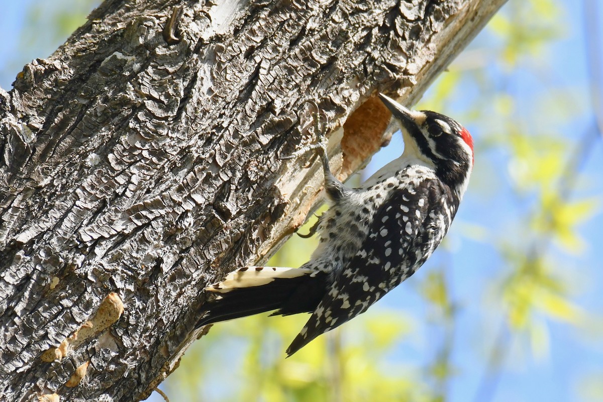 Nuttall's Woodpecker - ML318793621