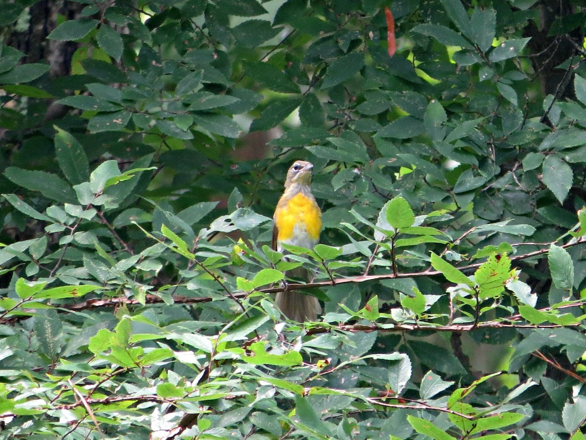 Yellow-breasted Chat - ML31879401