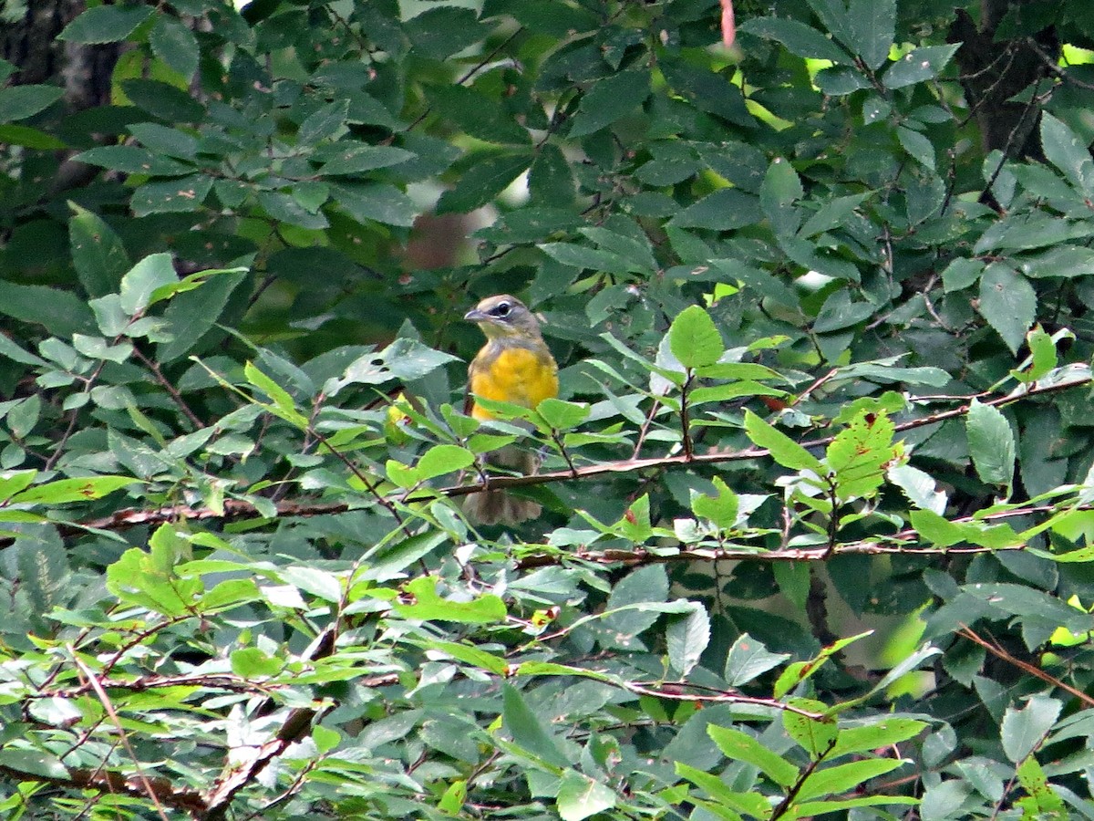 Yellow-breasted Chat - ML31879411