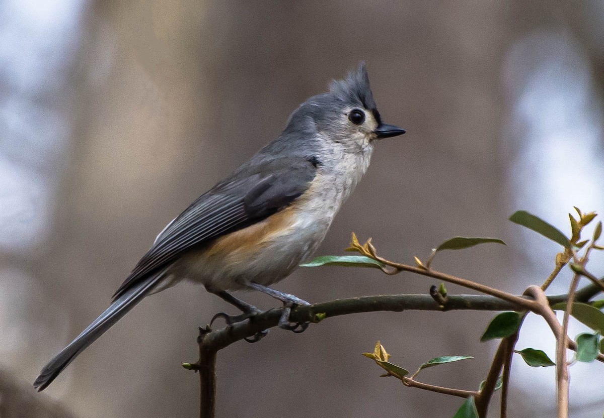 Tufted Titmouse - Rebecca Higgins