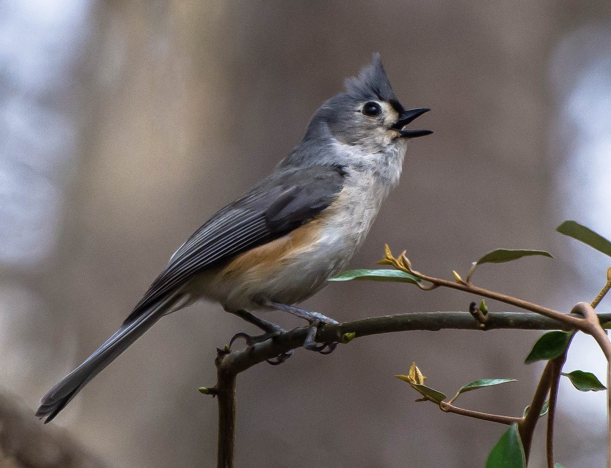 Tufted Titmouse - Rebecca Higgins