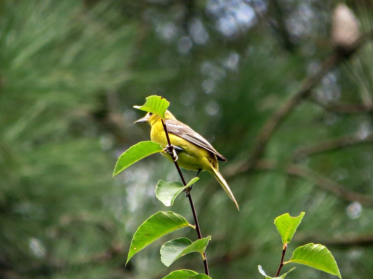 Orchard Oriole - ML31879451