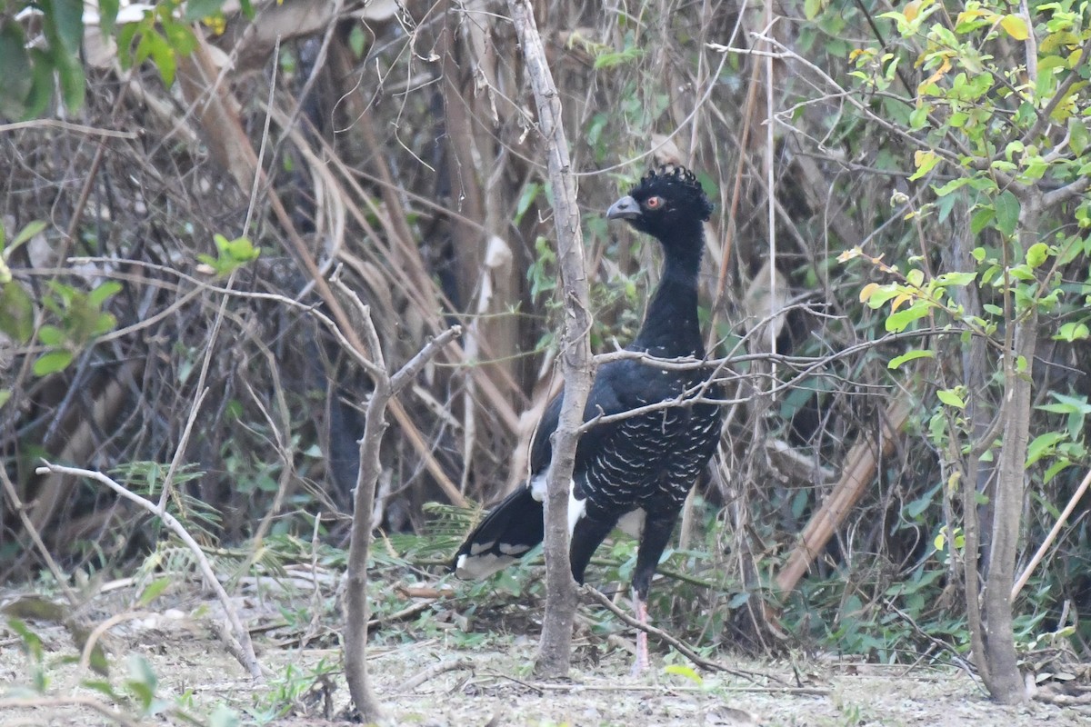 Yellow-knobbed Curassow - ML318794531