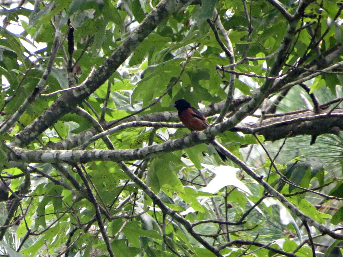 Orchard Oriole - ML31879461