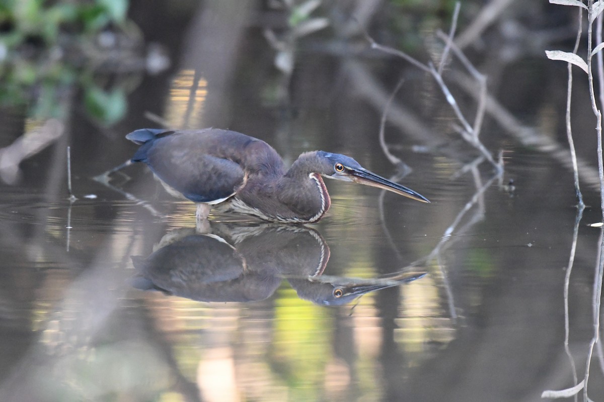 Agami Heron - ML318794891