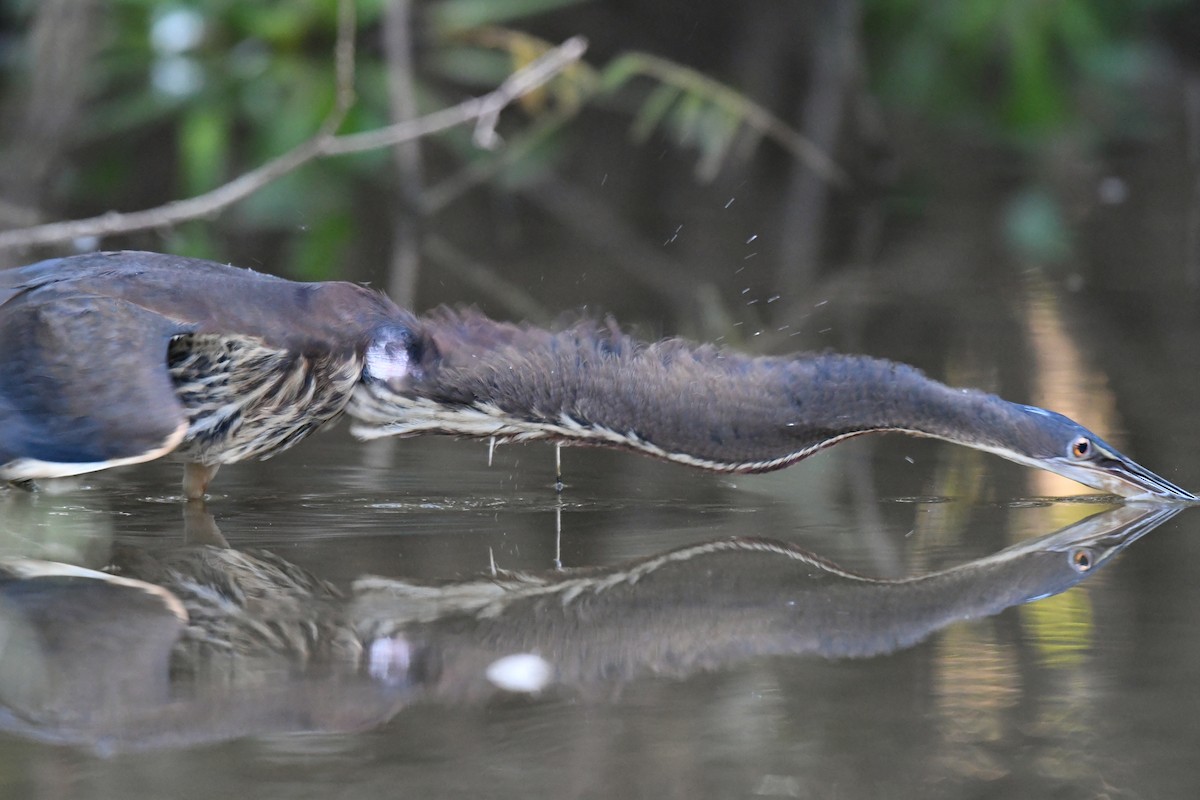 Agami Heron - ML318794971