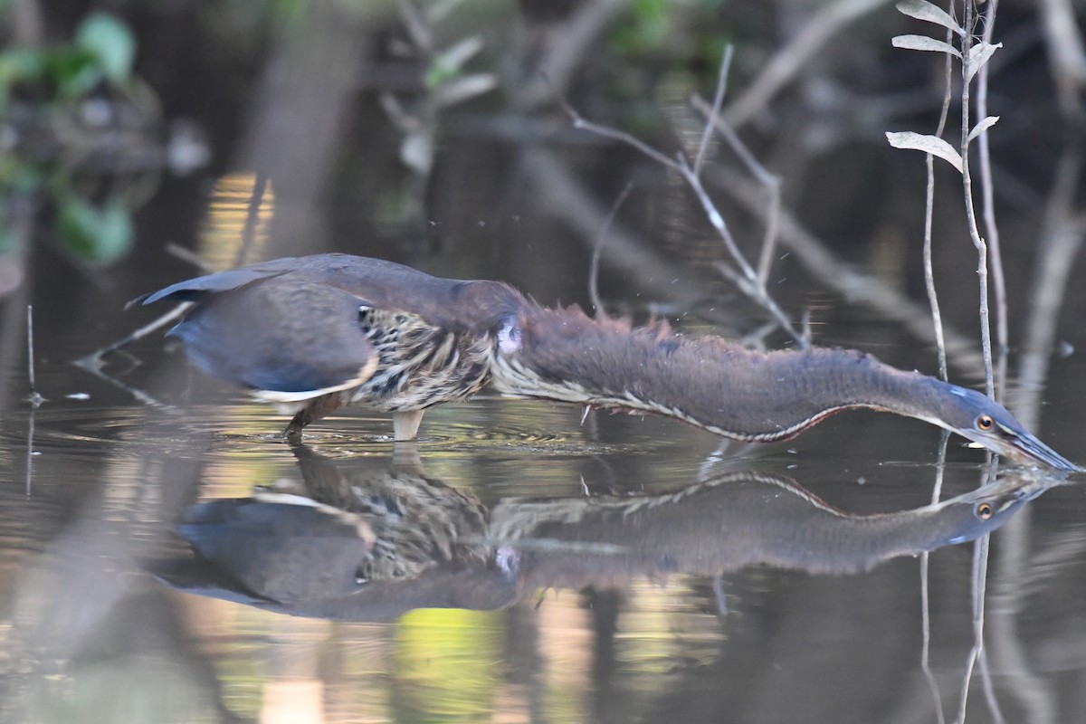 Agami Heron - ML318795001