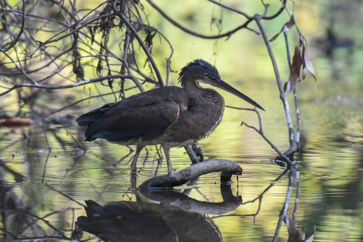 Agami Heron - ML318795011