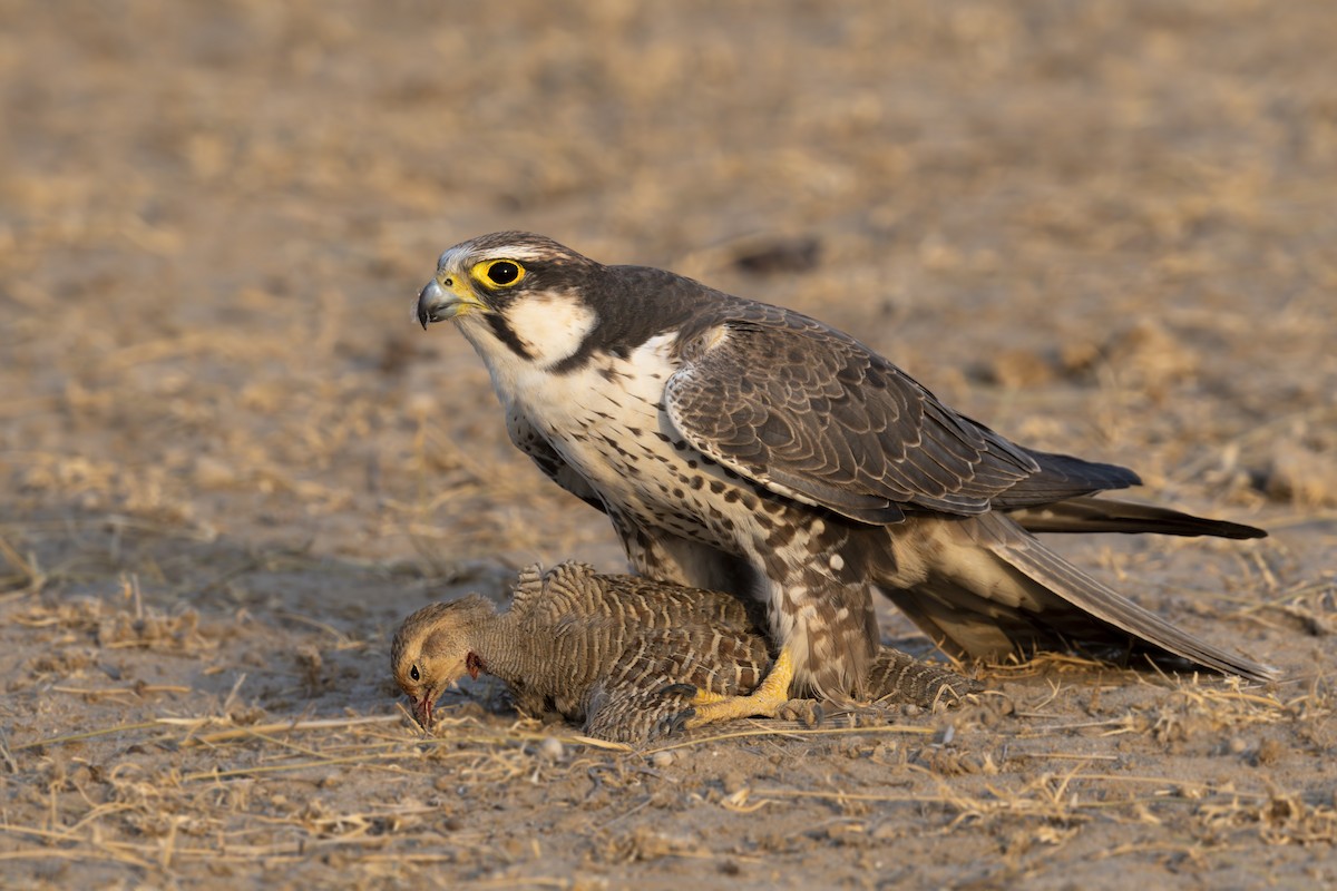 Laggar Falcon - ML318795781