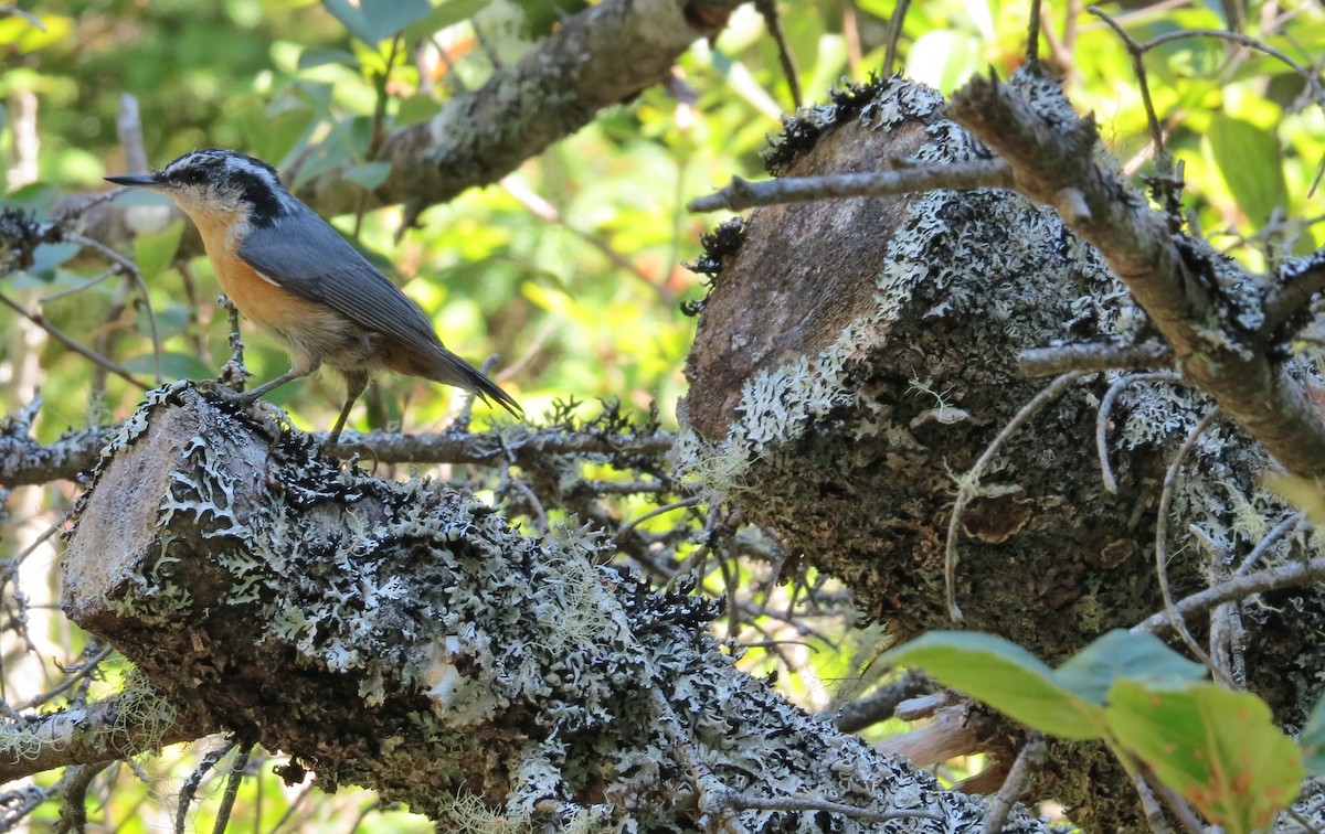 Red-breasted Nuthatch - ML31879581