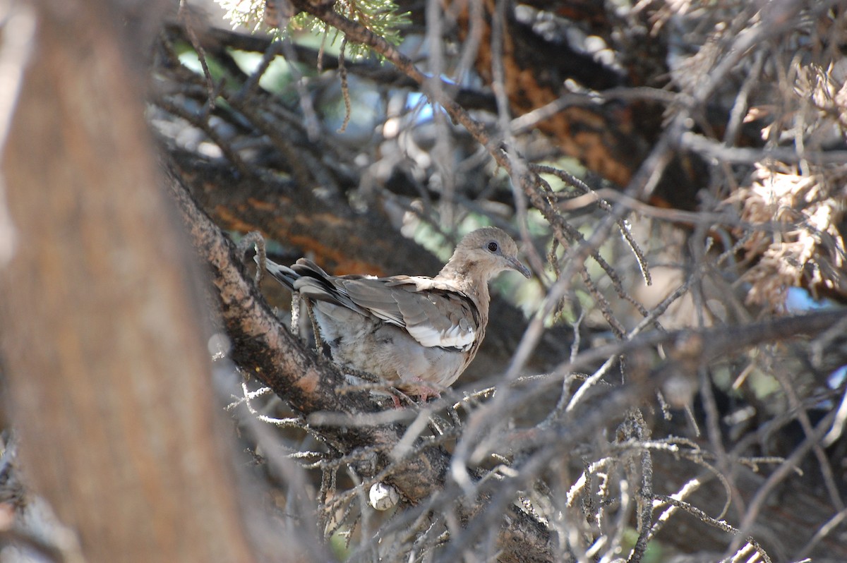 West Peruvian Dove - ML318796481