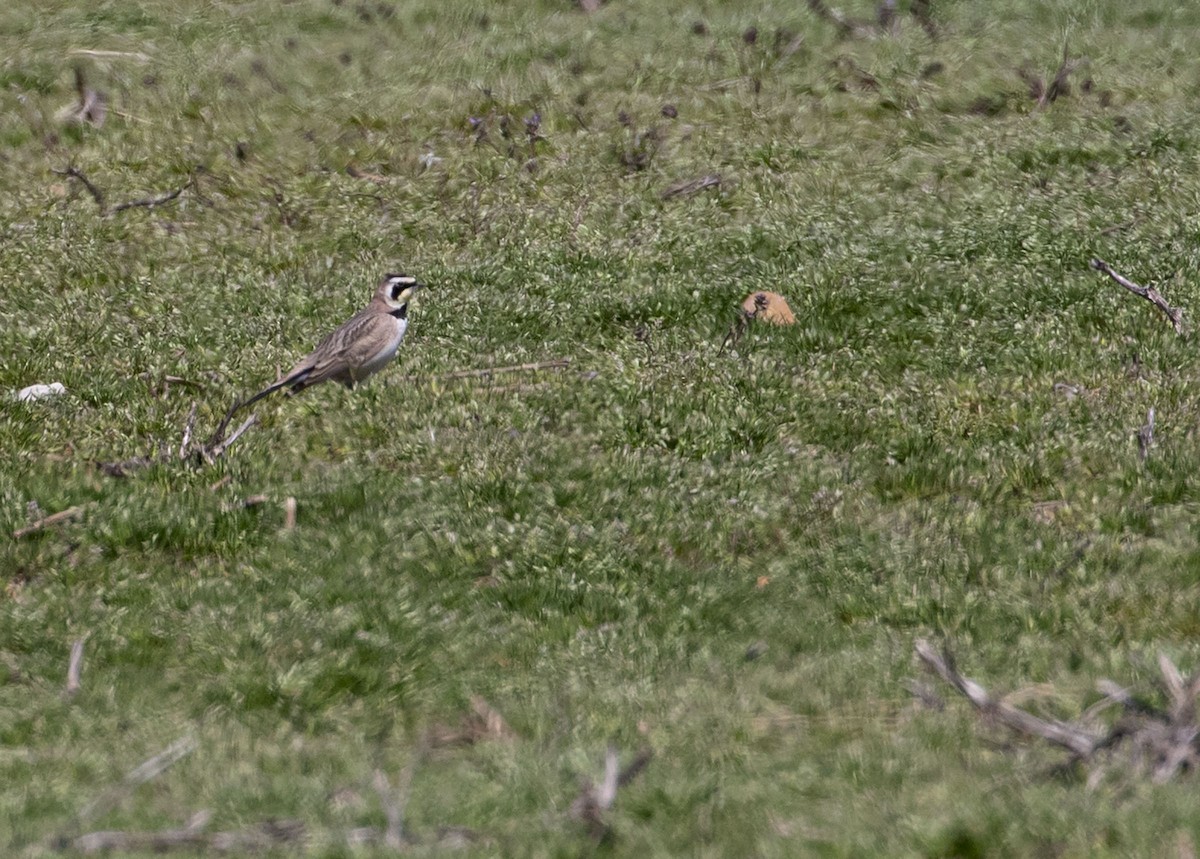 Horned Lark - ML318796601