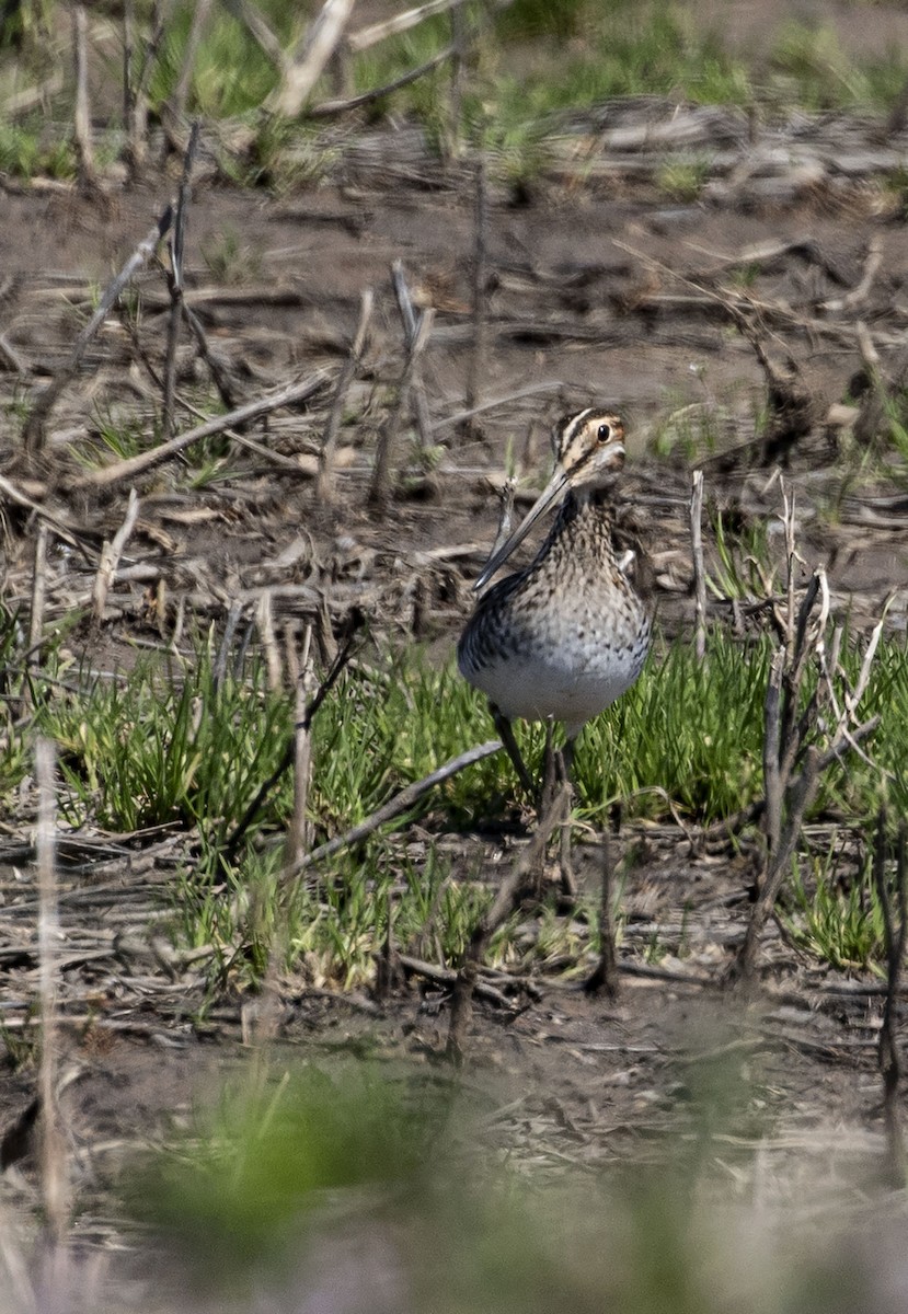 Wilson's Snipe - ML318796741