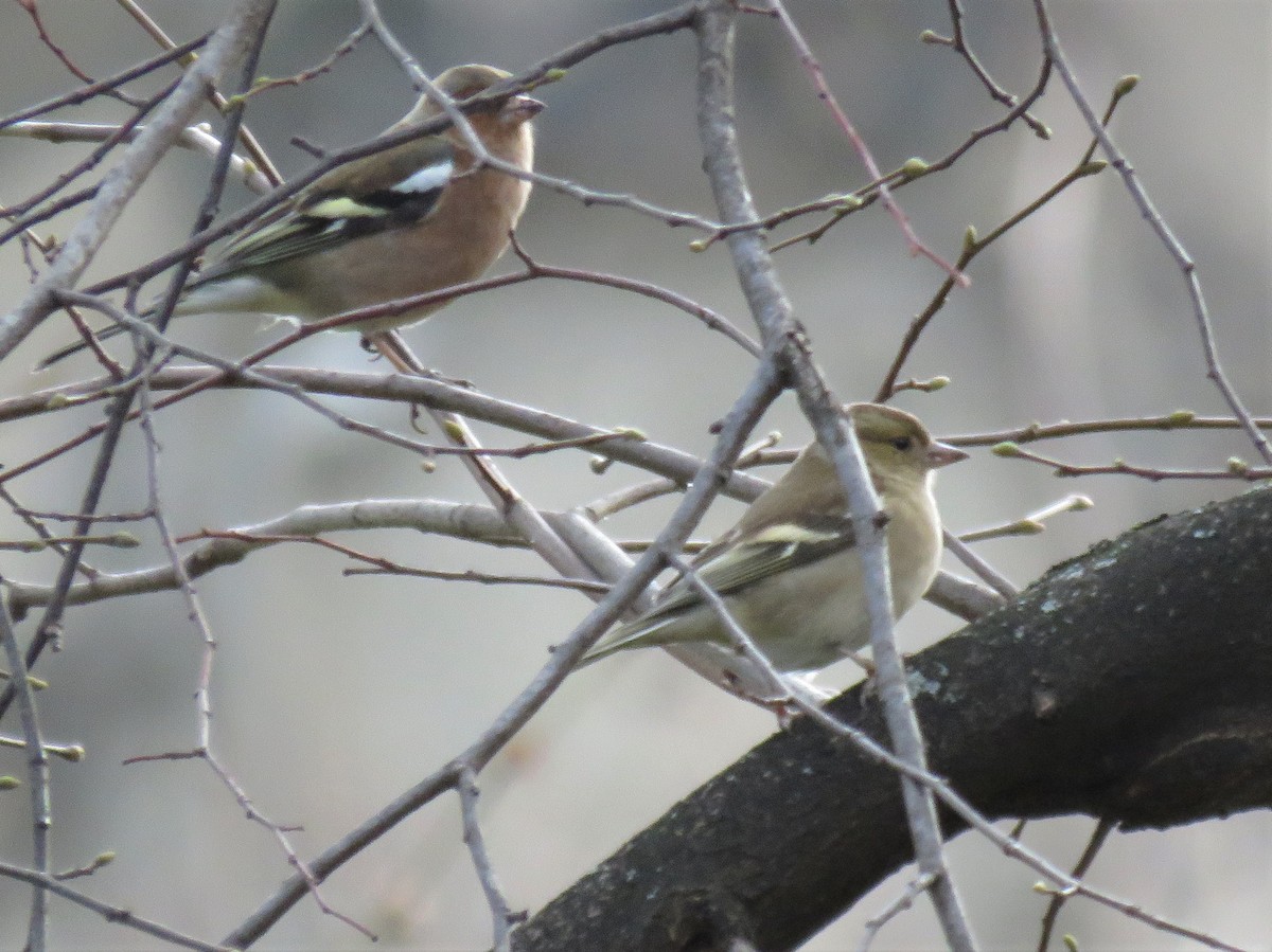 Common Chaffinch - ML318797061