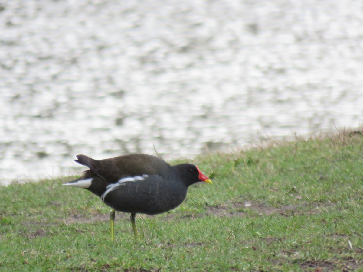 Eurasian Moorhen - Arne Kristoffersen