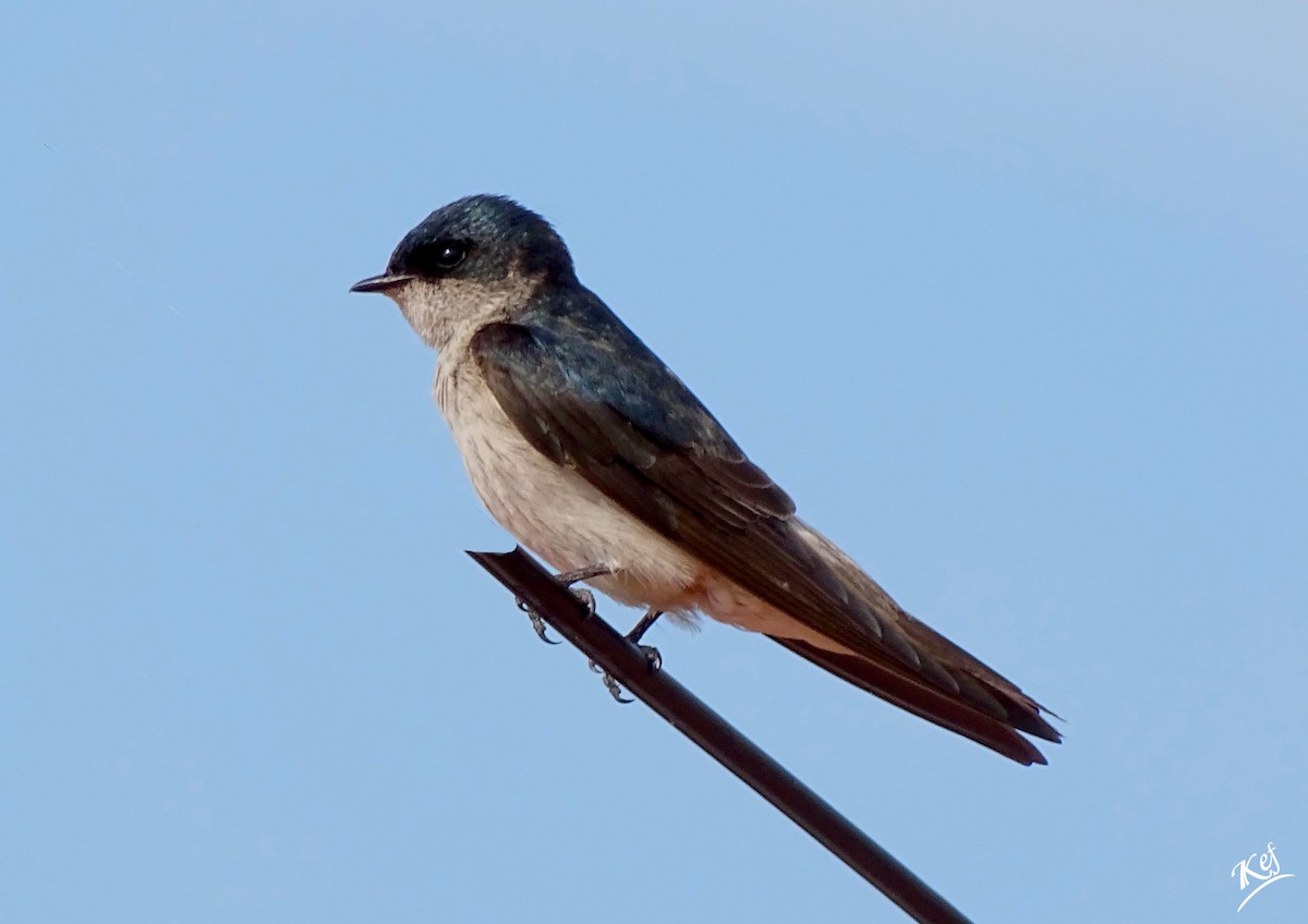 Tumbes Swallow - Kevin Jiménez Gonzáles