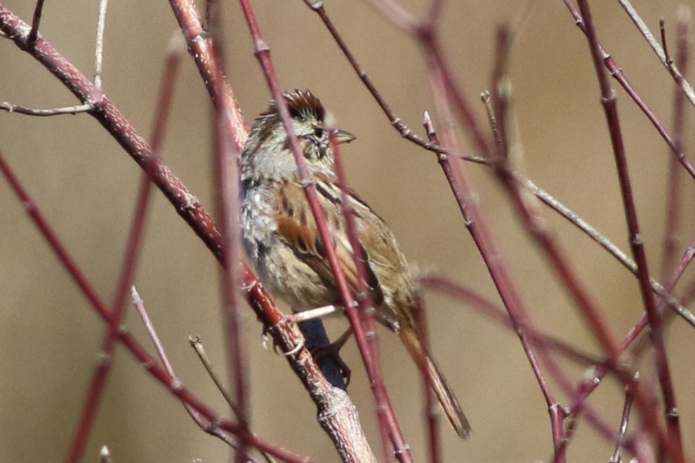 Swamp Sparrow - ML318798271