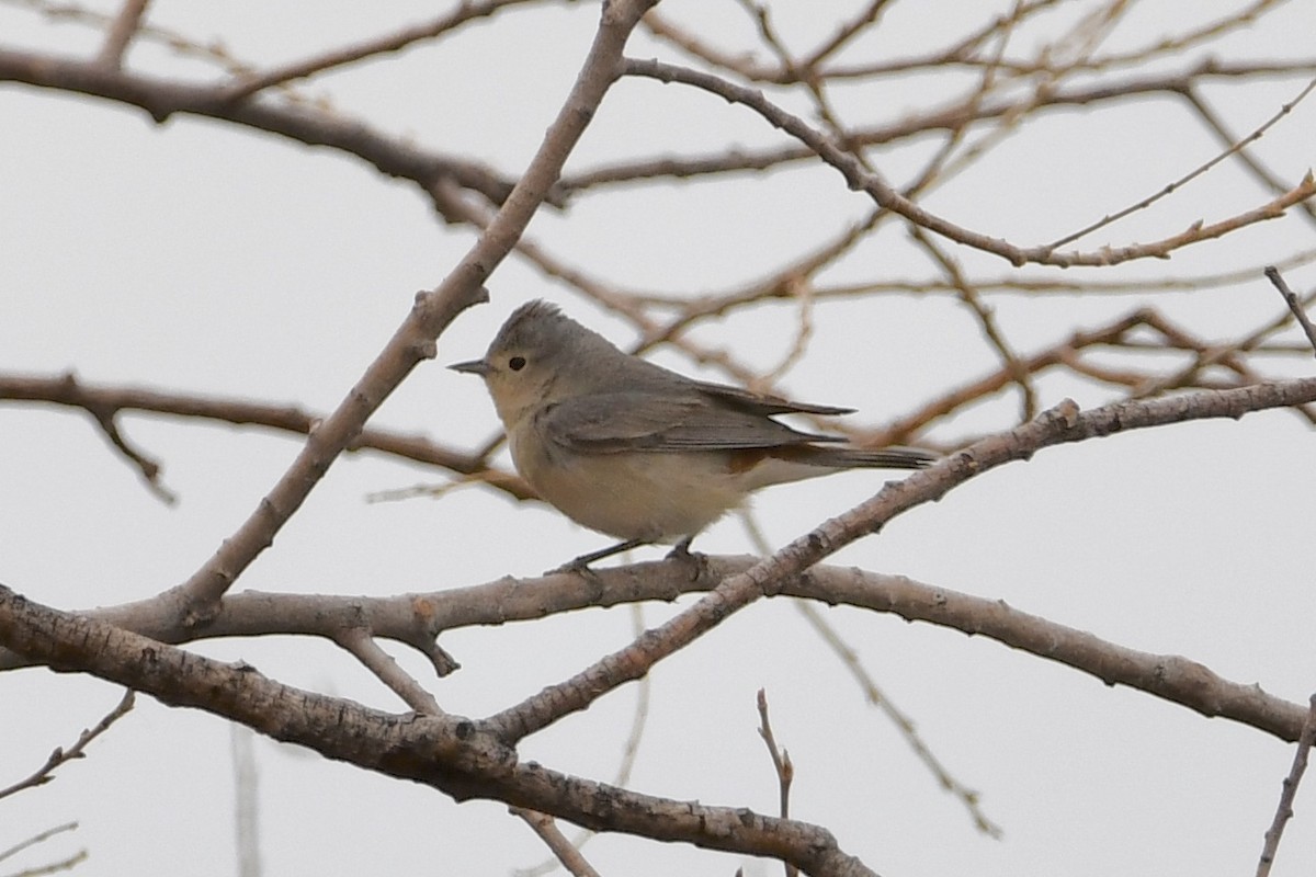 Lucy's Warbler - ML318798291
