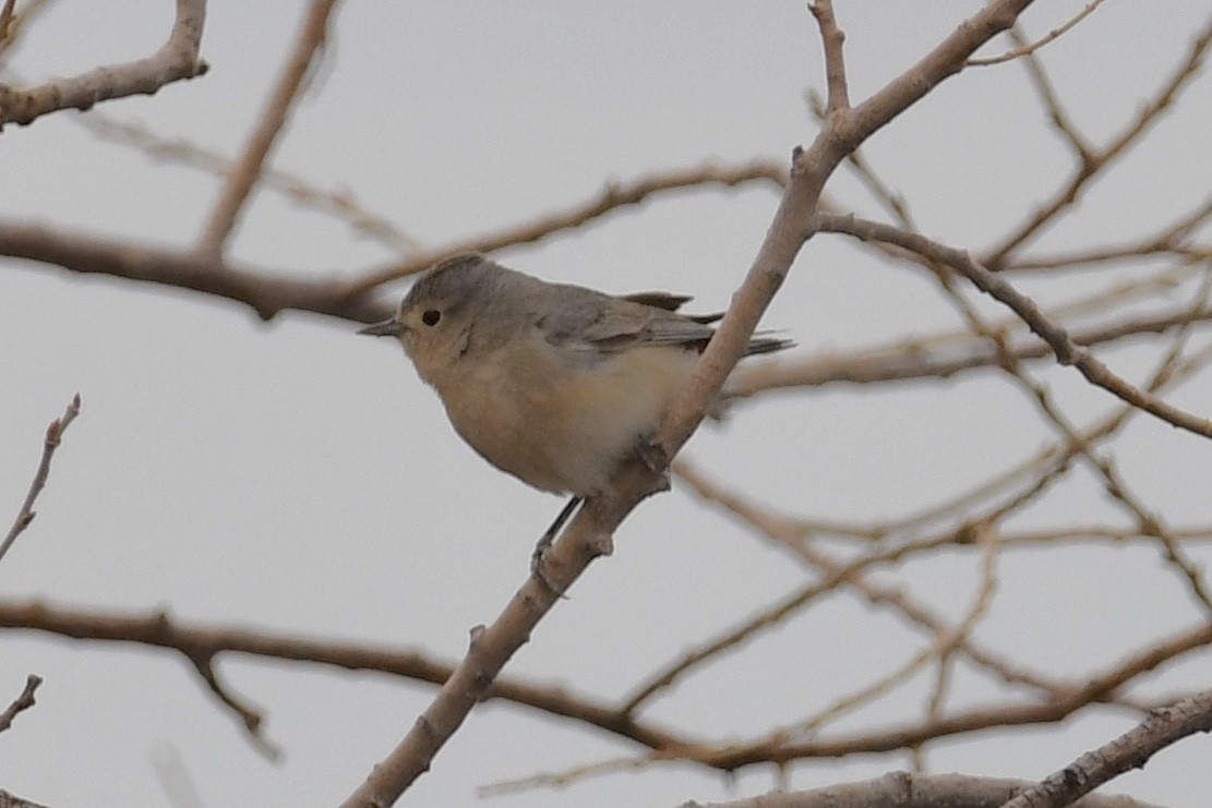 Lucy's Warbler - ML318798301